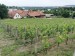 2025-06-01  Pražské vinice 2025  W006