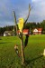 2016-08-21 Stříbrný pstruh W009